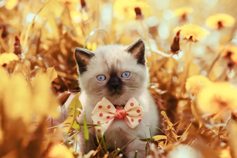Pets Can’t Tell the Difference Between Real and Fake Grass, But You Will