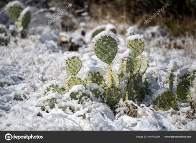 Arizona Winter Problems