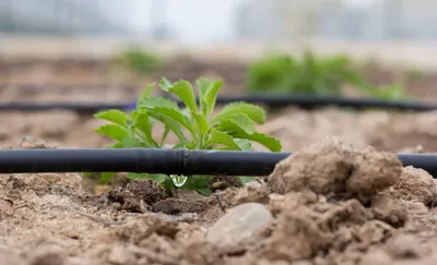 plant irrigation close up