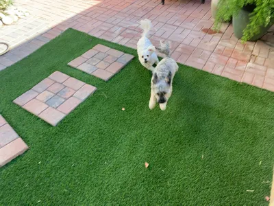 Backyard synthetic grass for pets