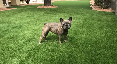 best turf for dogs