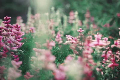 The Benefits of Using a Contractor for Your Paver Installation