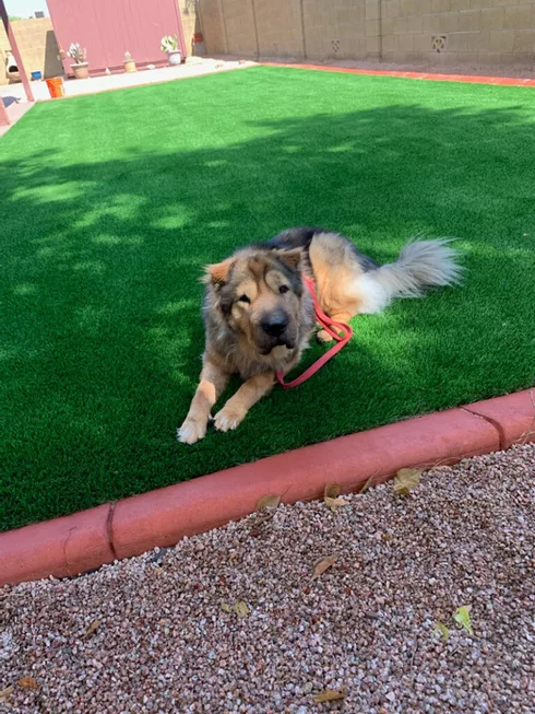 dog enjoying artificial grass