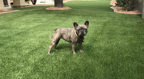 best turf for dogs