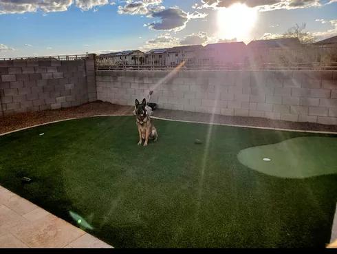 Best backyard turf for pets and putting green