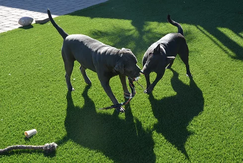 dogs playing on artificial grass