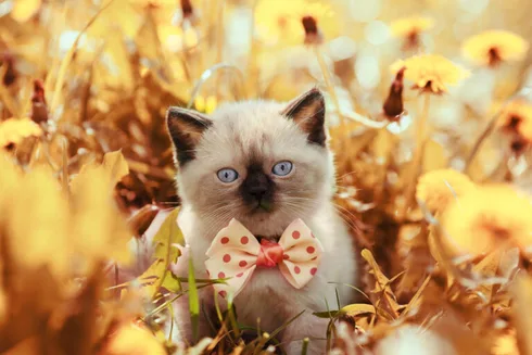 Pets Can’t Tell the Difference Between Real and Fake Grass, But You Will